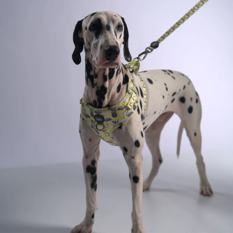 Bud & Billy Dog Harness Adjustable (XXS-XL) - Breathable Vest, Flamingo Collection, Yellow & White Stripes