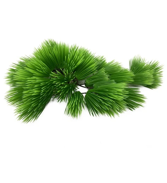 Aqua D'Ella Eleocharis 22cm