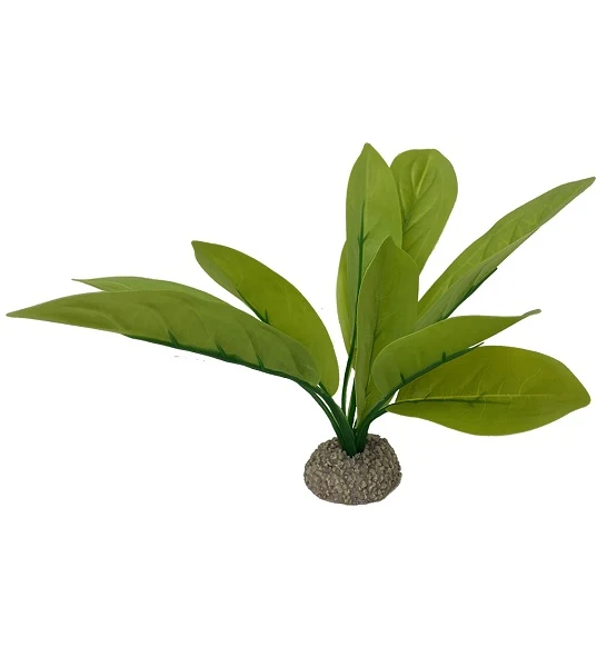 Aqua D'Ella Echinodorus 3 24cm