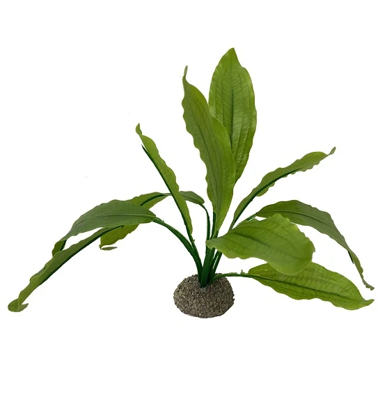 Aqua D'Ella Echinodorus 2 24cm