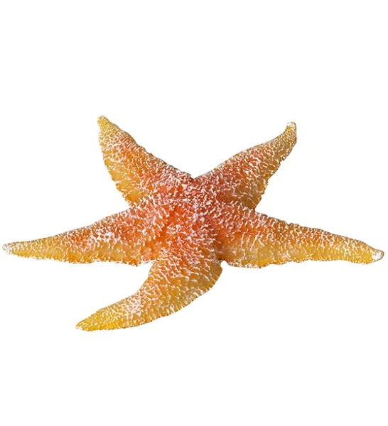 Aqua D'Ella Real Sea Star for Aquariums
