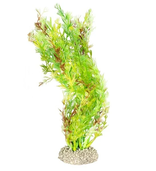 Aqua D'Ella Plant Egeria Densa for Aquraiums