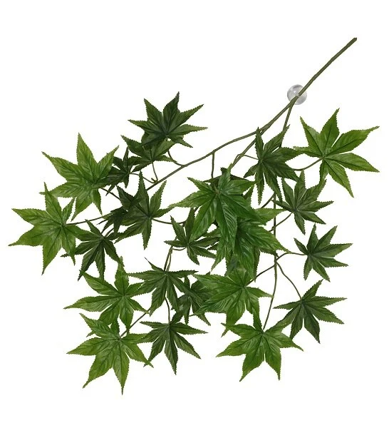 Terra D'Ella Hanging Leaf Plant