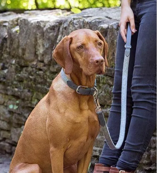 Mutts & Hounds Wide Stoneham Tweed Dog Lead